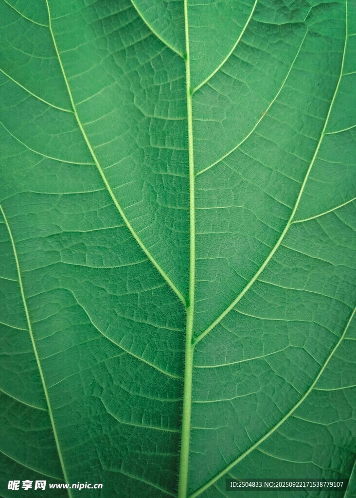 翠綠葉片紋理特寫