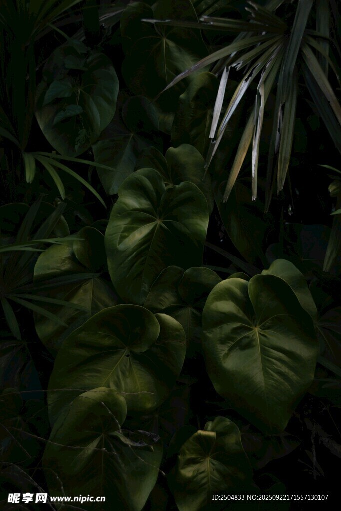 深綠繁茂的熱帶植物葉片