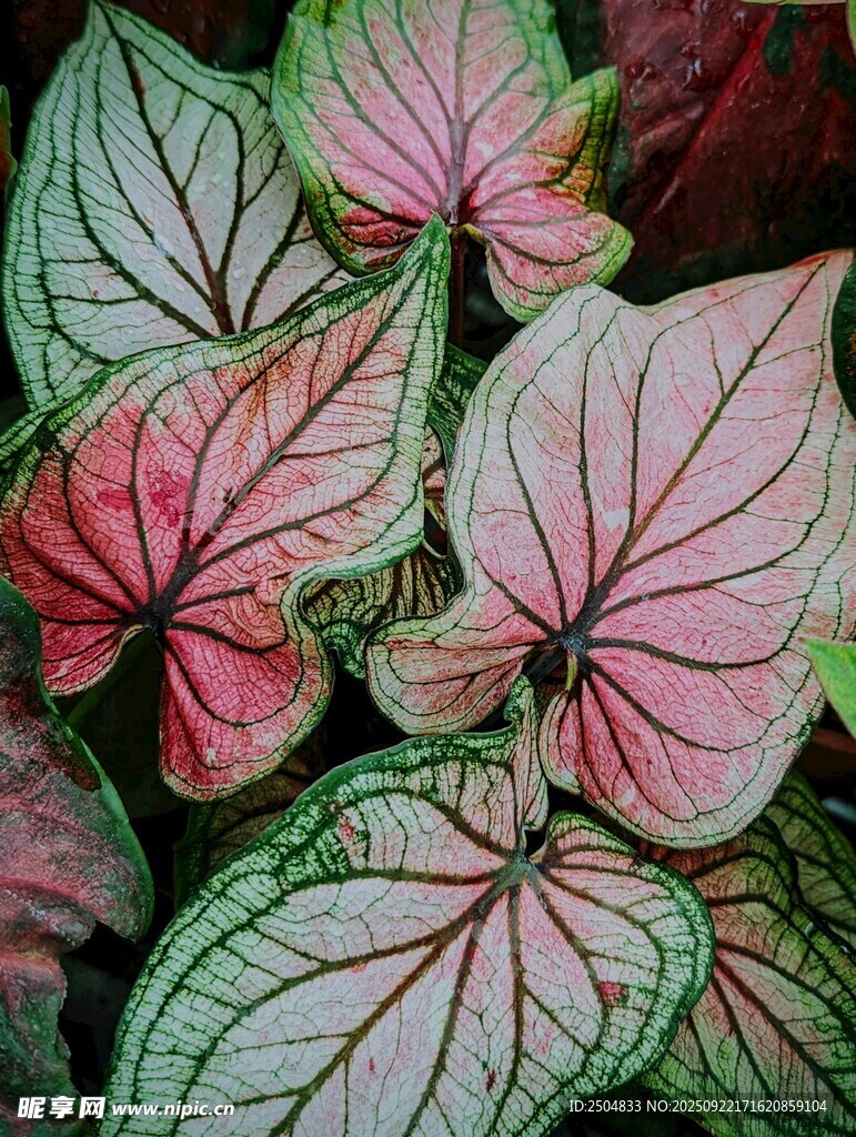 粉綠相間彩葉芋