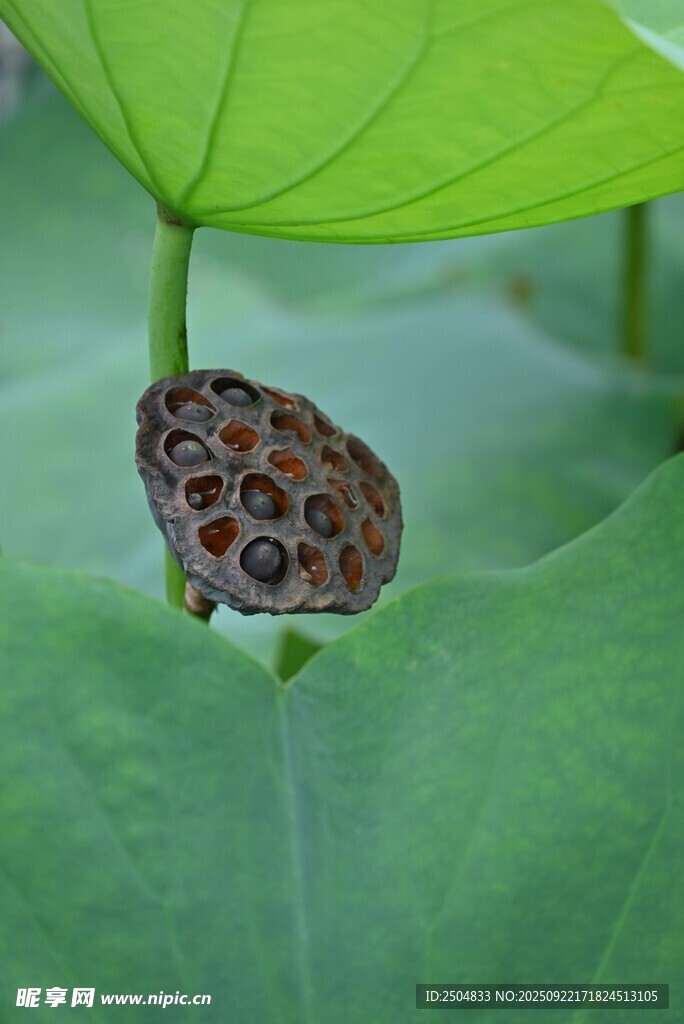 蓮蓬立于綠葉間