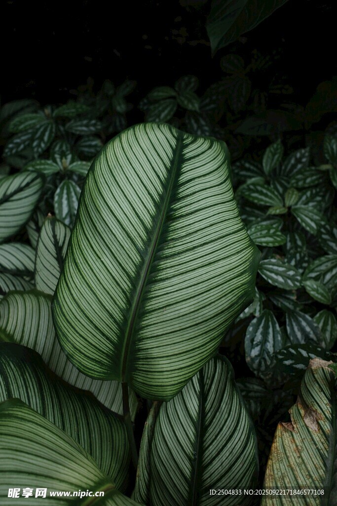 條紋綠葉植物特寫