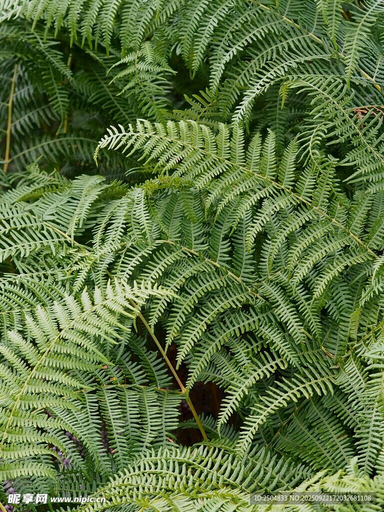 翠綠蕨類植物特寫