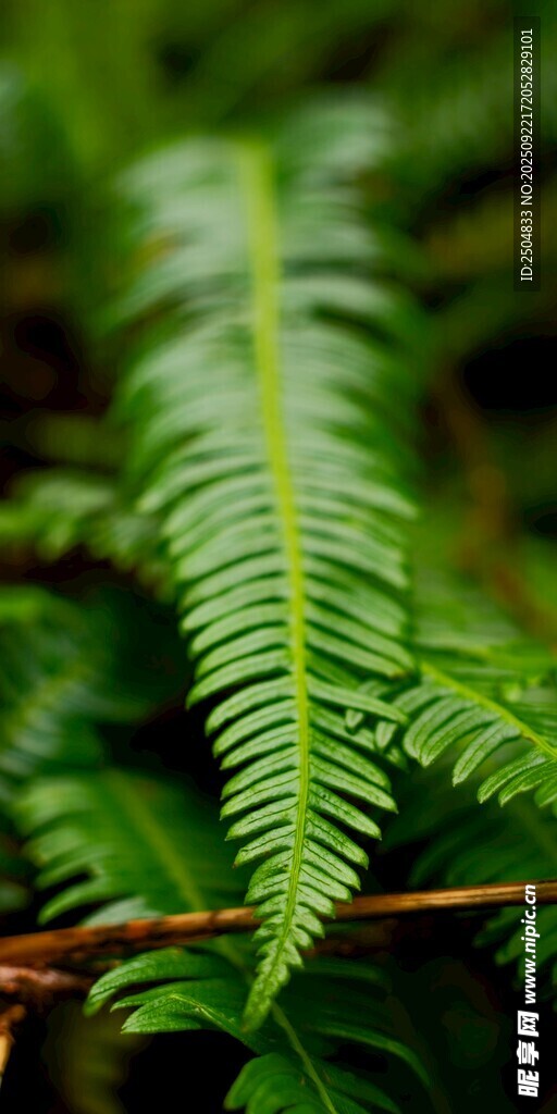 翠綠蕨類植物特寫