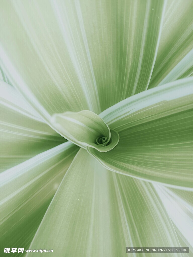 嫩綠褶皺布料特寫