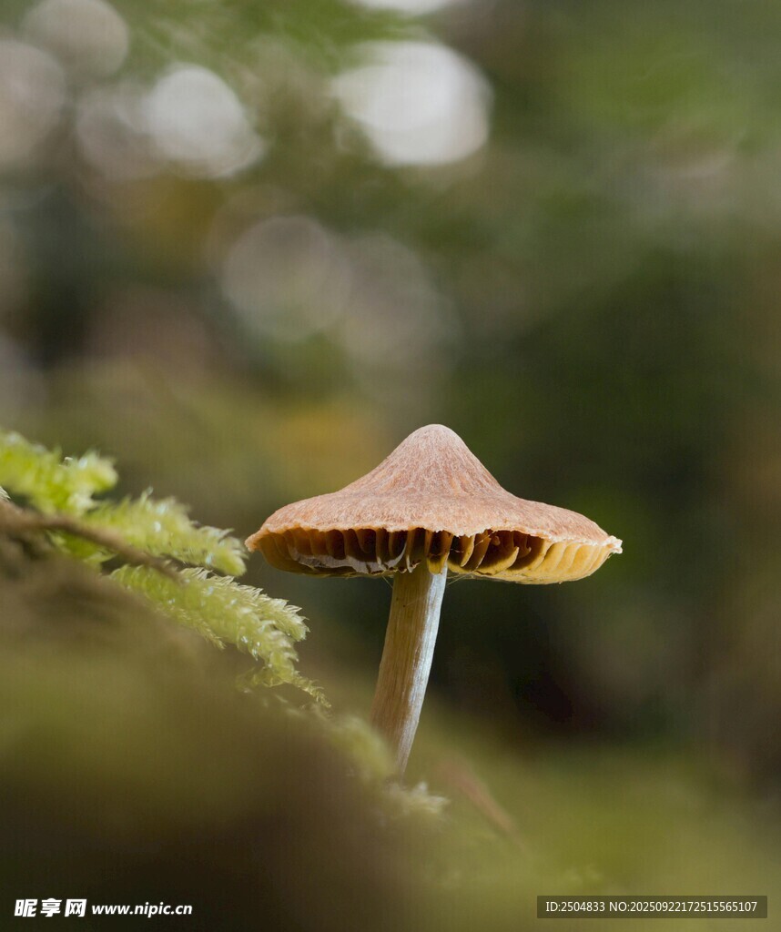 森林中的小巧蘑菇