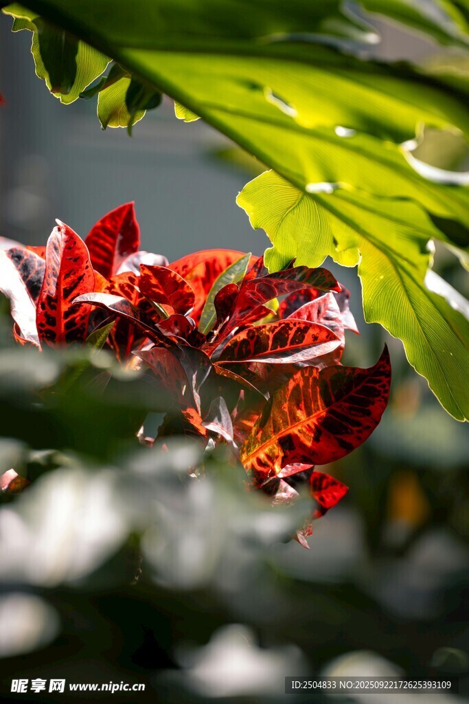 嬌艷紅花隱于綠葉間