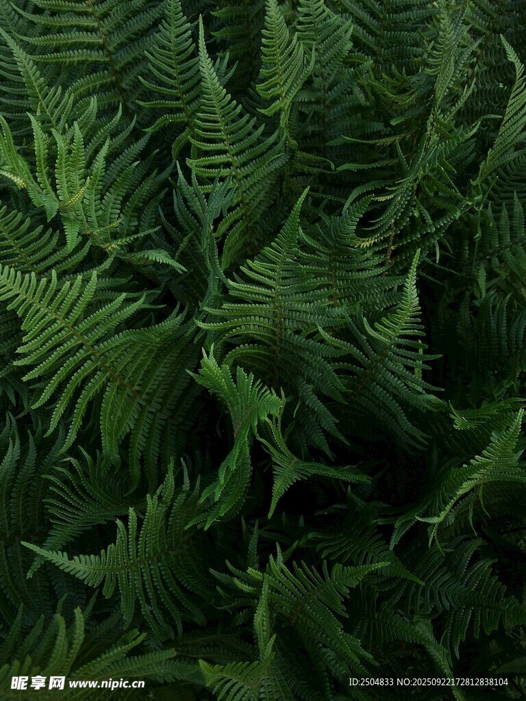 茂密蕨類植物的綠意景象