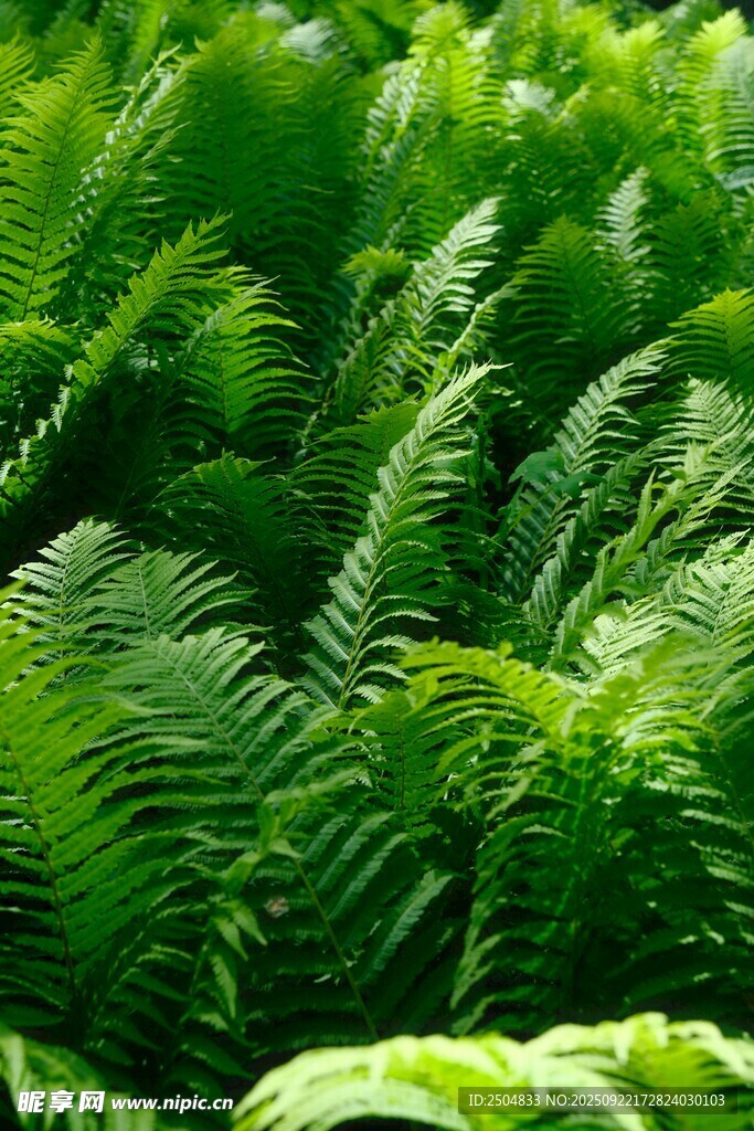 翠綠蕨類植物生機盎然