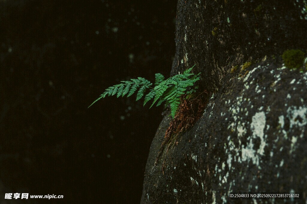 石縫中生長的翠綠蕨類植物