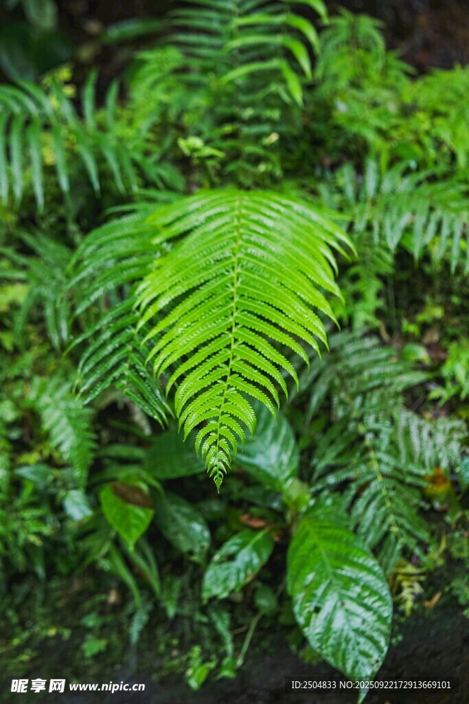 翠綠蕨類植物生機(jī)盎然