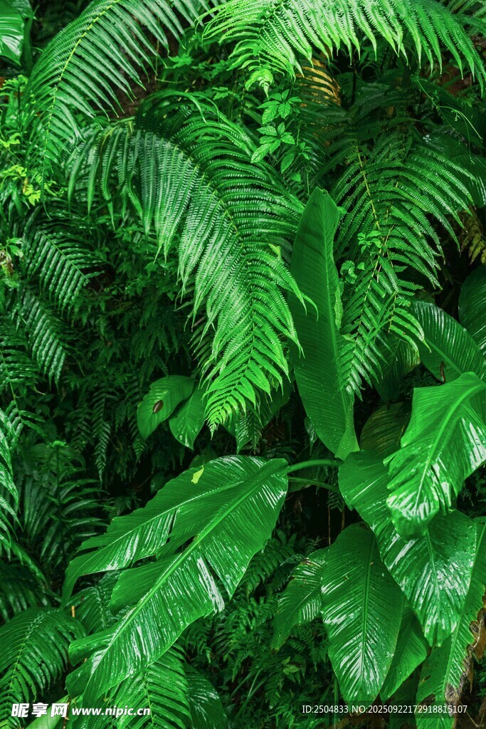 翠綠蕨類植物葉片特寫