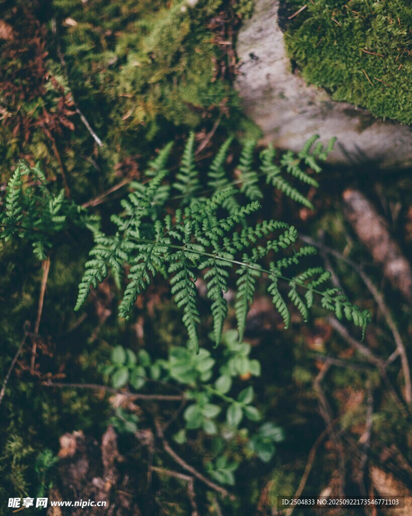 森林中的翠綠蕨類植物