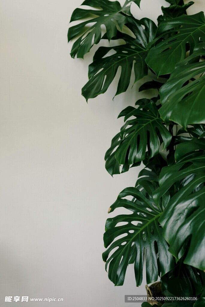 龜背竹綠植特寫
