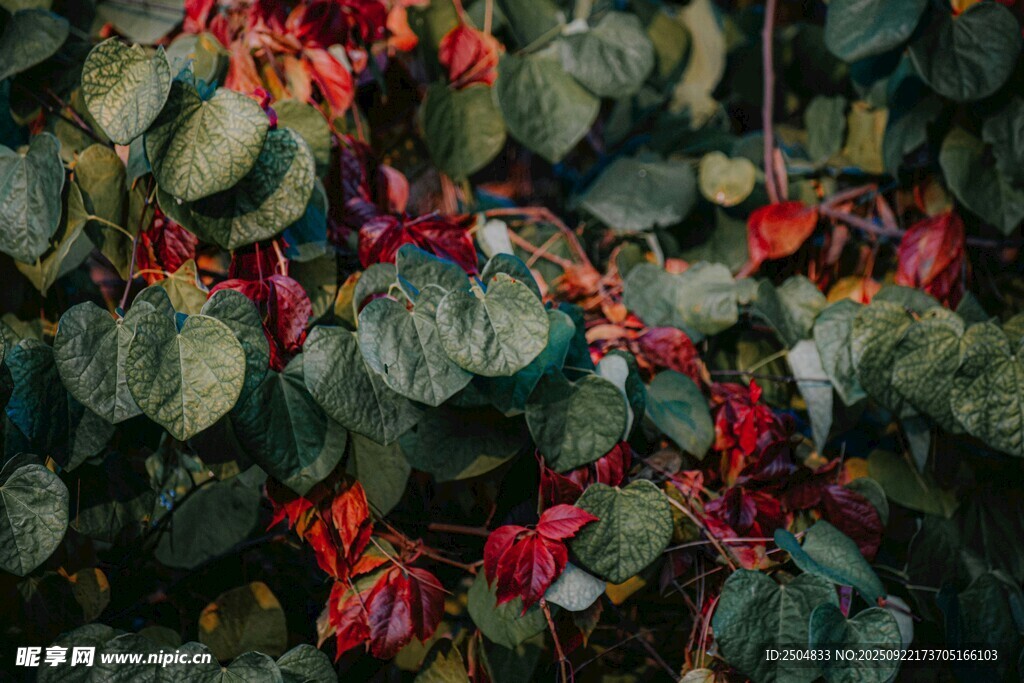 綠葉間的艷紅花卉