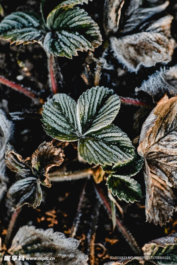 霜覆葉片的多彩植物景觀