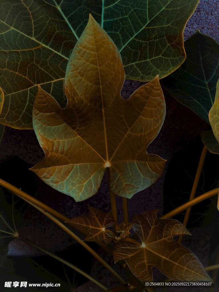 夢(mèng)幻斑斕秋葉特寫