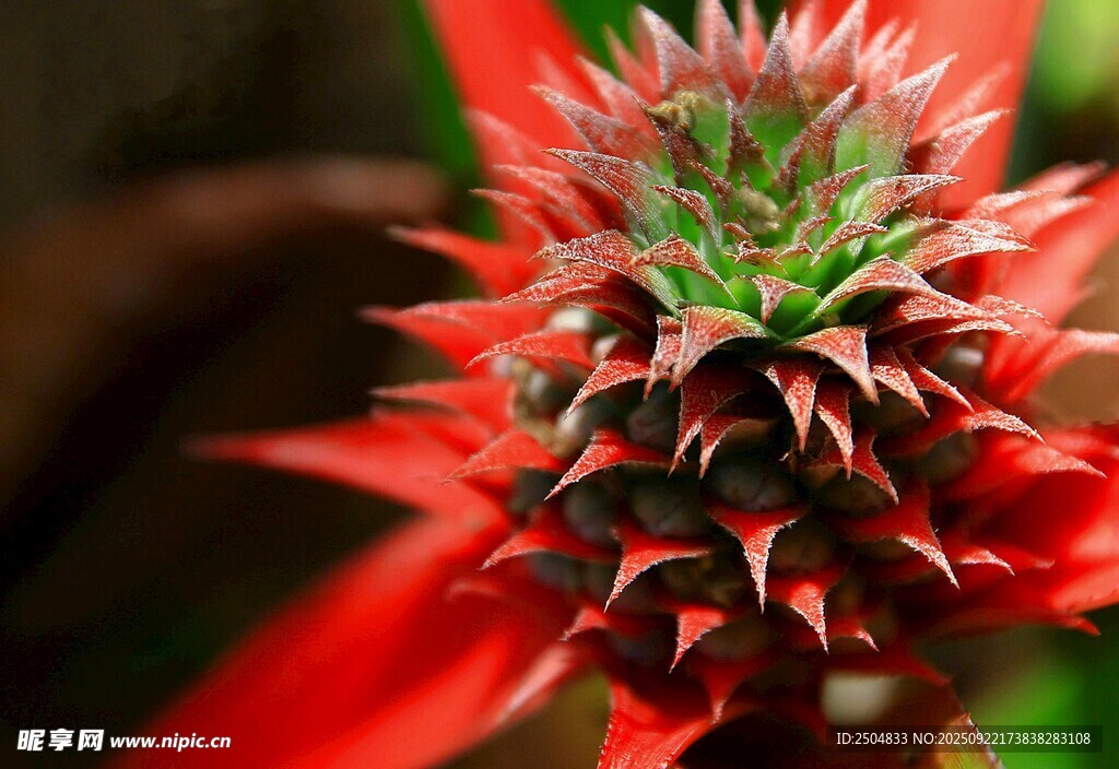 艷麗帶刺的紅色花卉