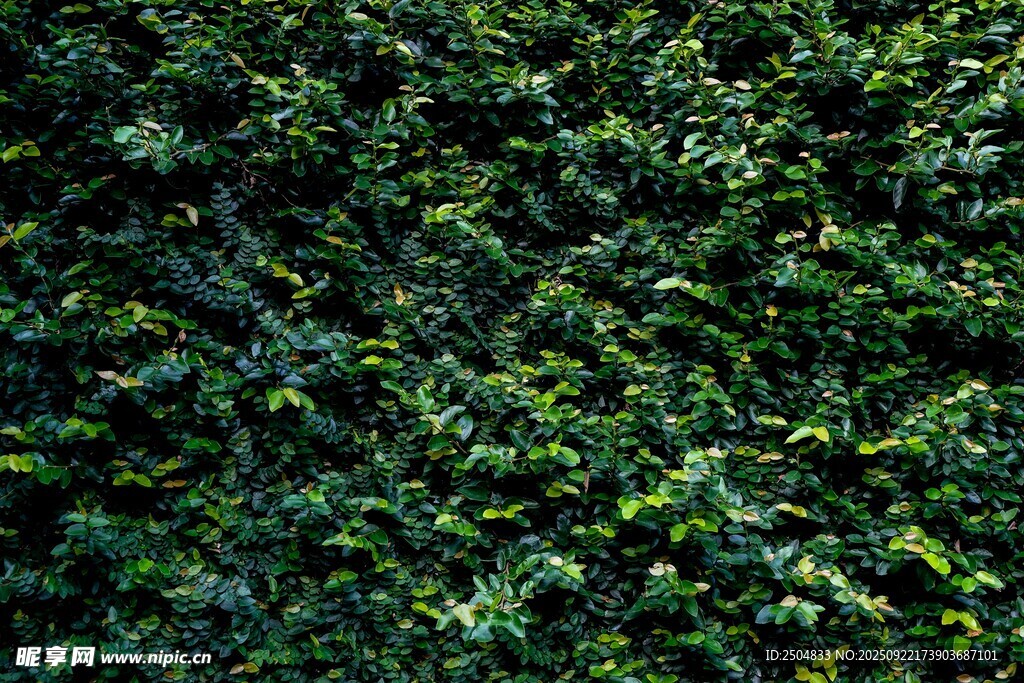 翠綠繁茂的常春藤植物