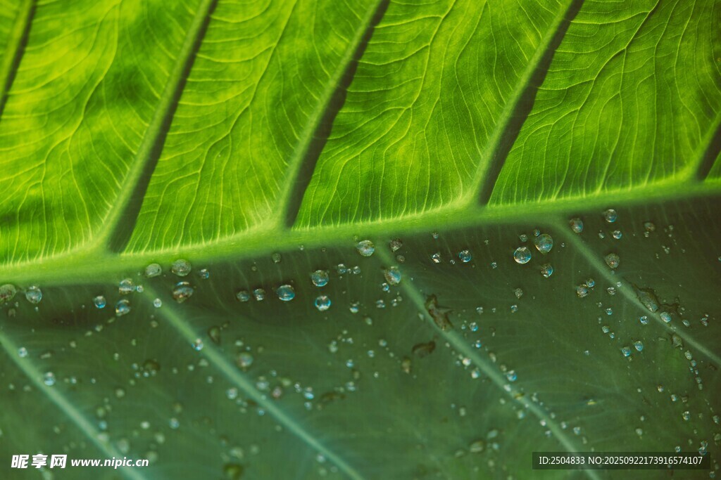 翠綠葉片上的晶瑩水珠