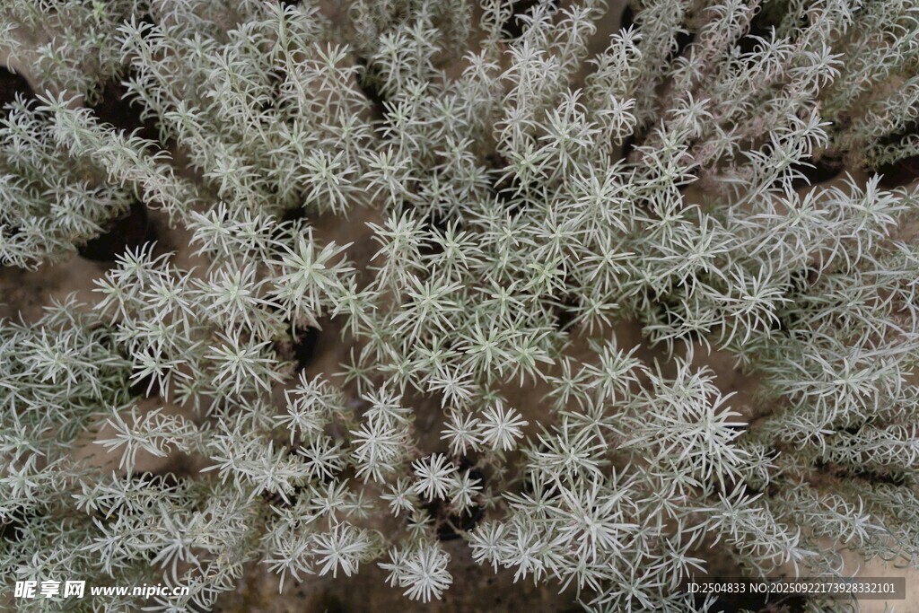 銀灰色植物特寫