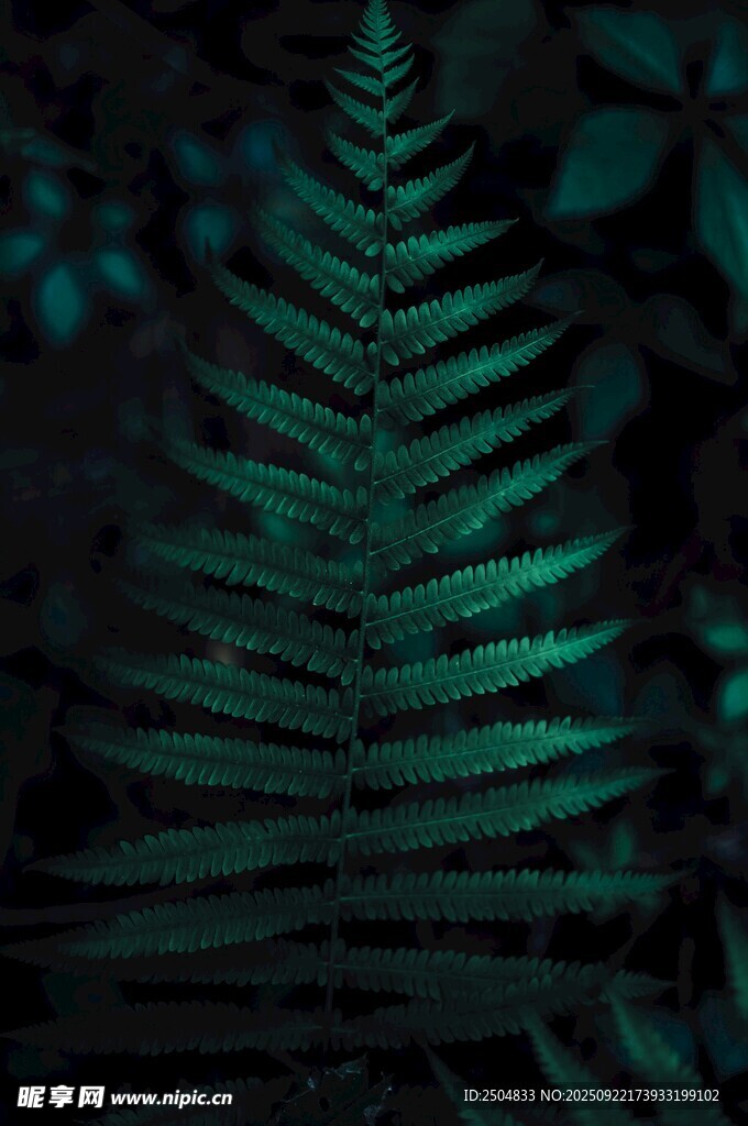 神秘深綠蕨類植物特寫