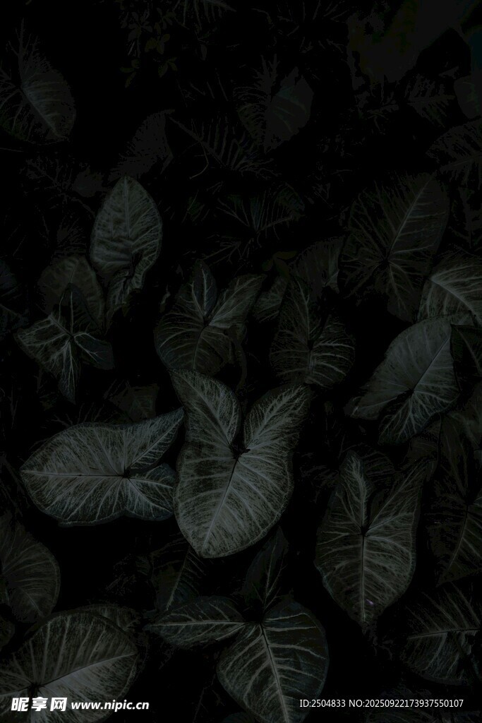 深色調(diào)葉片特寫(xiě)