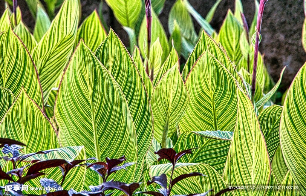 翠綠玉簪葉 清新自然景