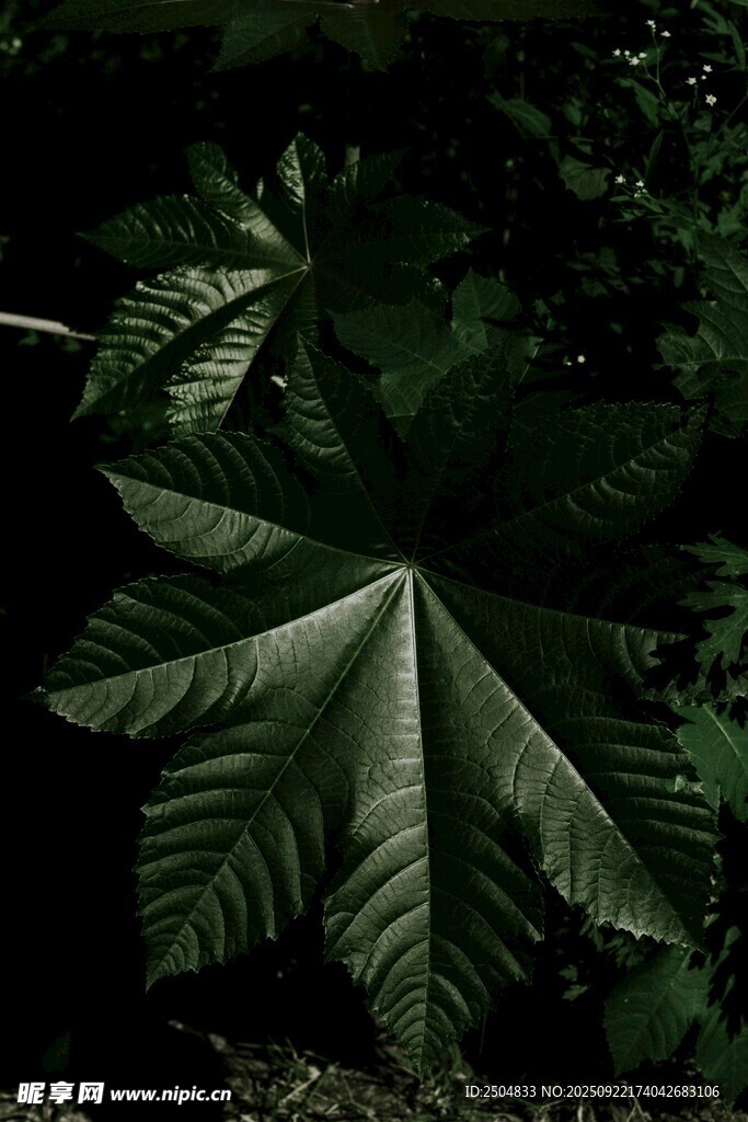 深綠掌狀葉片特寫