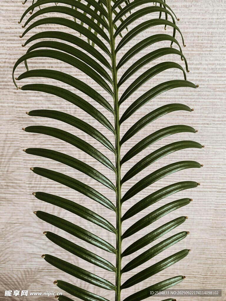 綠色羽狀葉片裝飾植物