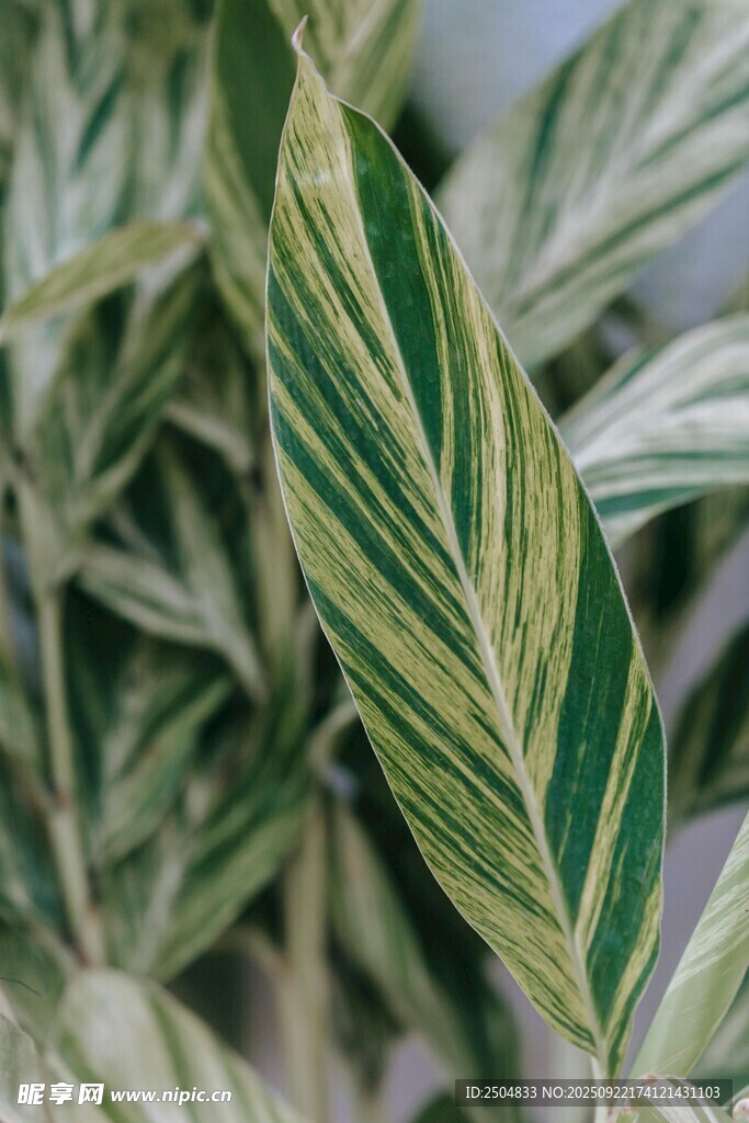 斑葉植物特寫