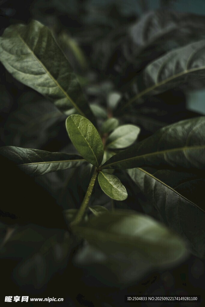 嫩綠新葉于繁茂葉片間