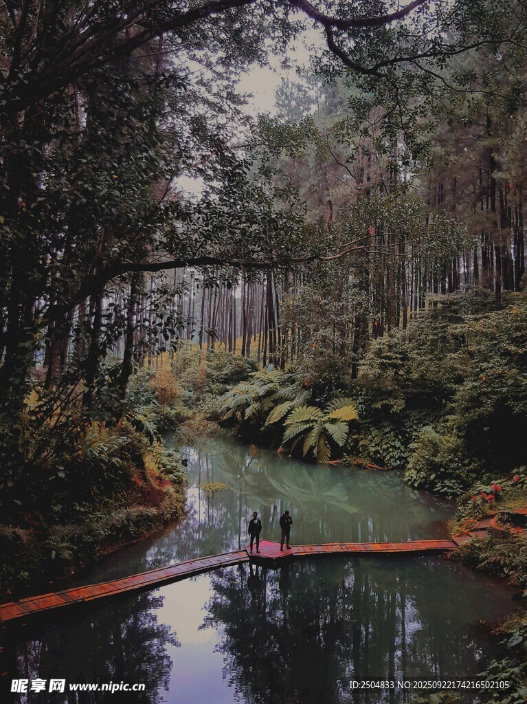 森林溪流上的獨木橋景象