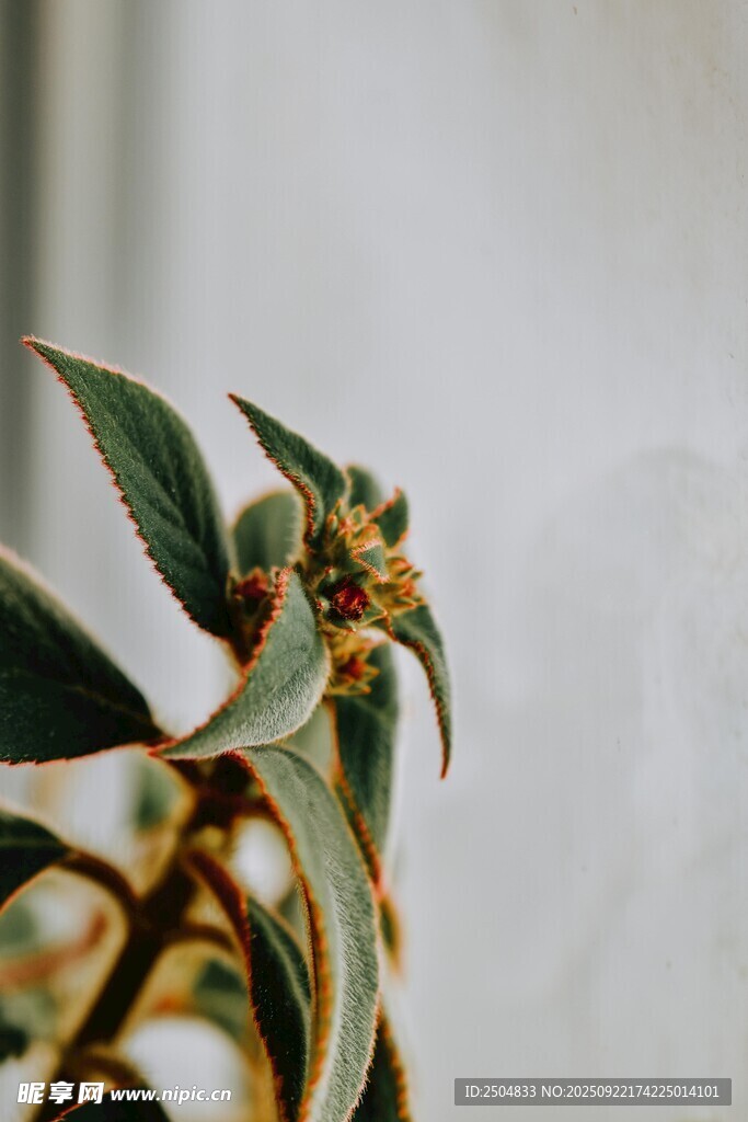 翠綠植物特寫
