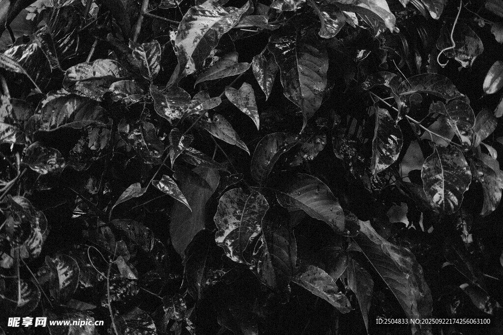 黑白繁茂植物景象