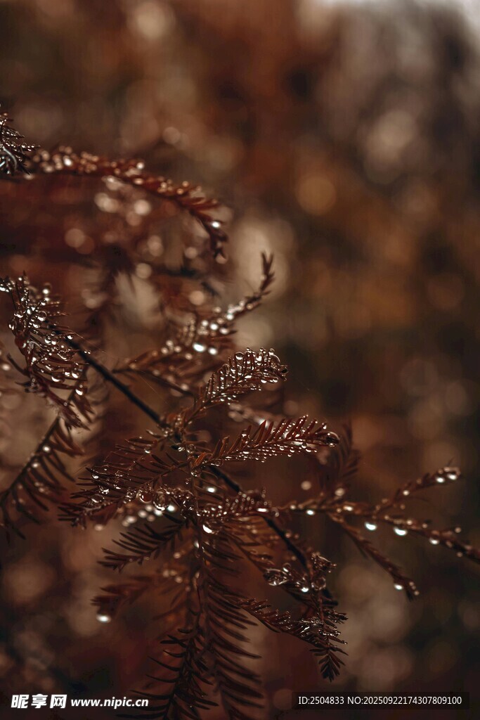 帶水珠的棕紅色植物枝葉