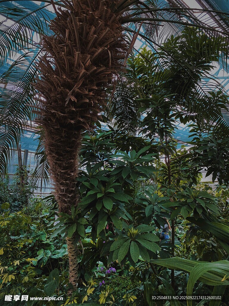 溫室中的繁茂熱帶植物