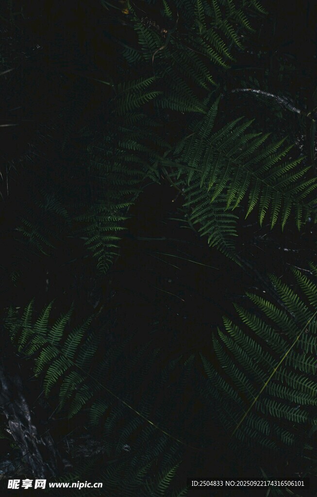 深綠蕨類植物特寫(xiě)