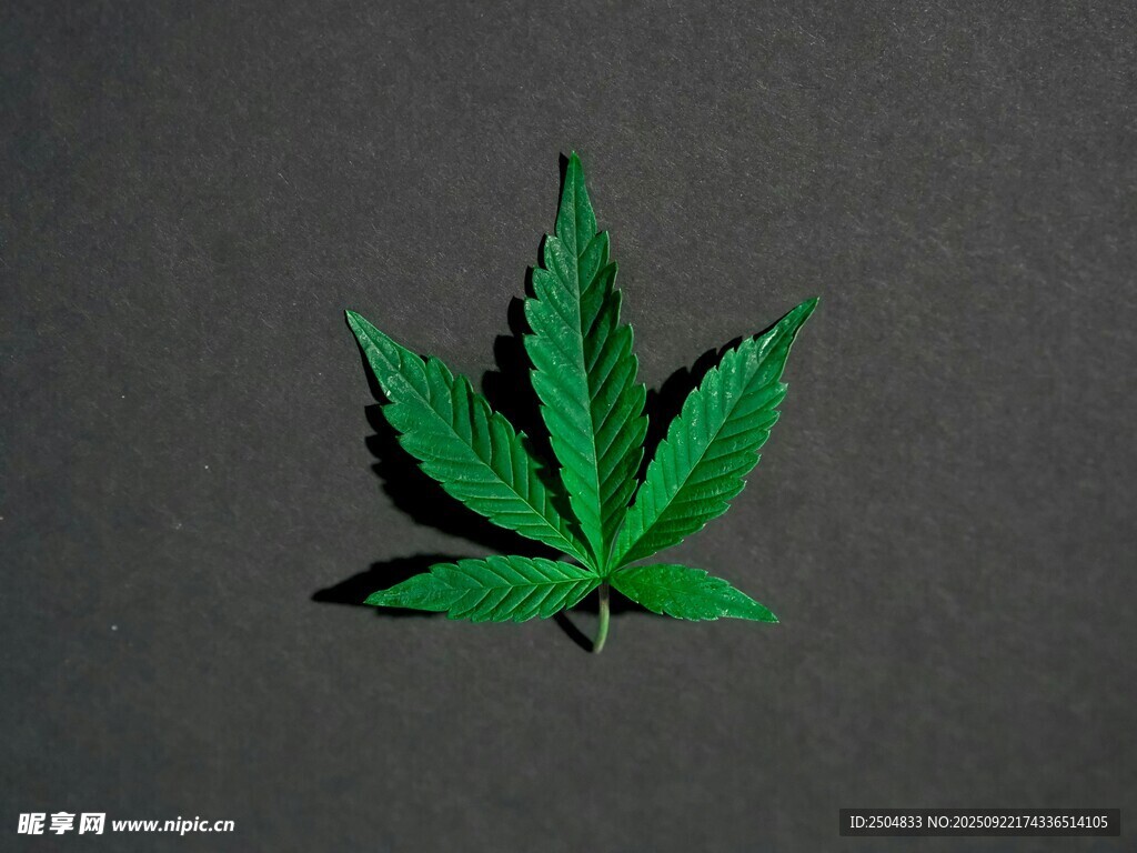 綠色大麻葉特寫