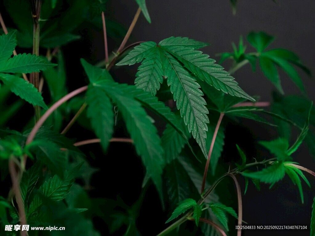 翠綠葉片的植物特寫