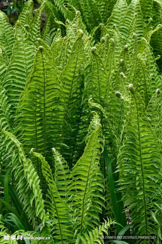 翠綠蕨類植物生機(jī)勃勃