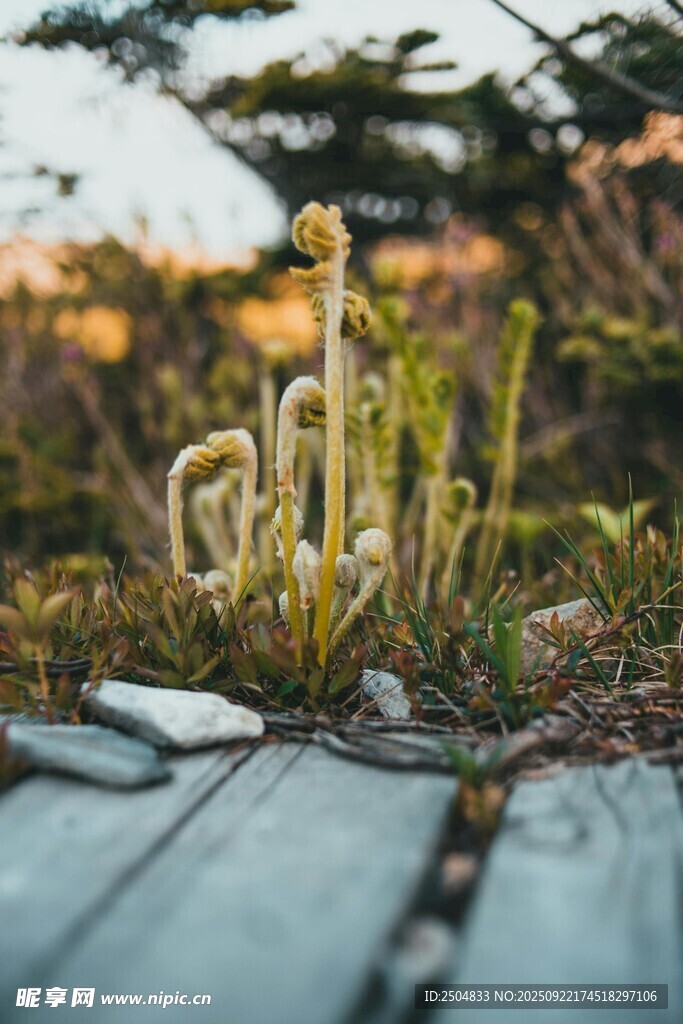 木板旁的黃色仙人掌植物