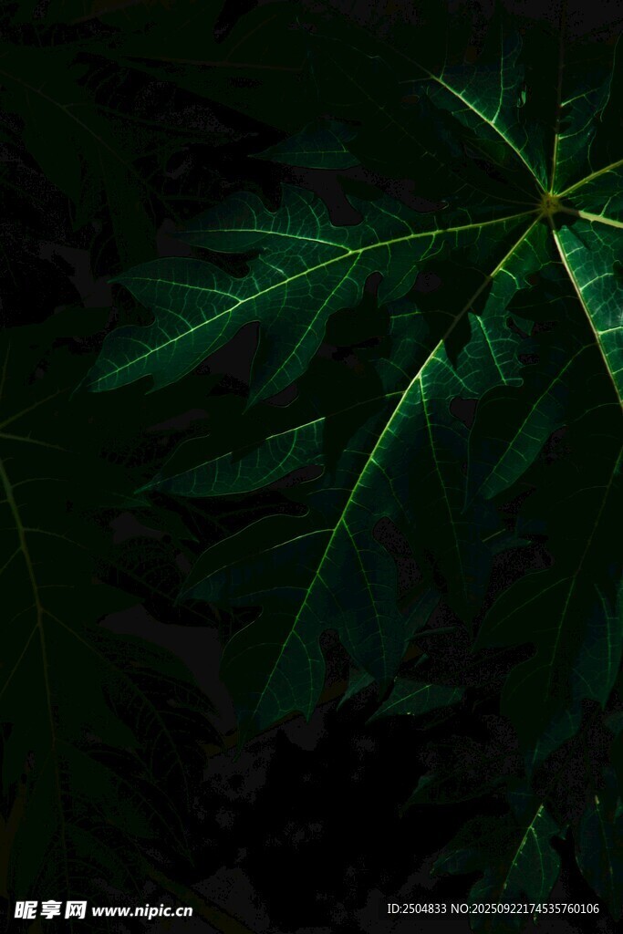 暗背景下的翠綠葉片