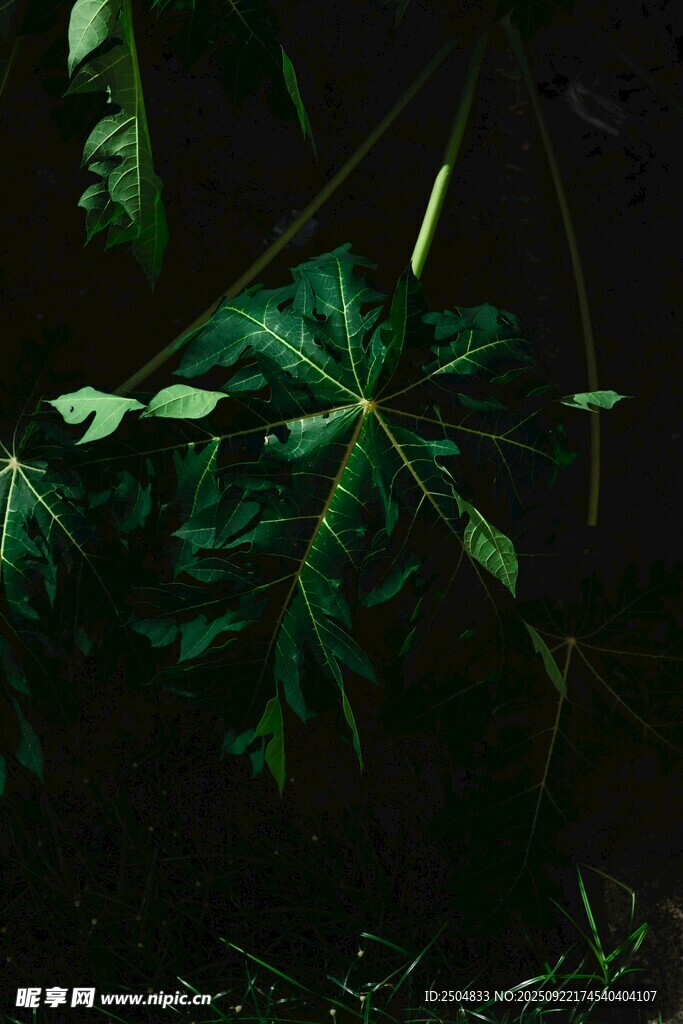神秘叢林中的翠綠葉片