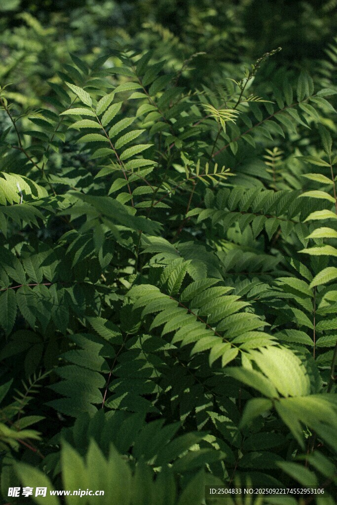 茂密蕨類(lèi)植物綠意盎然