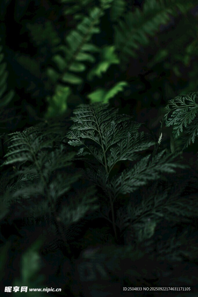 深綠蕨類植物特寫