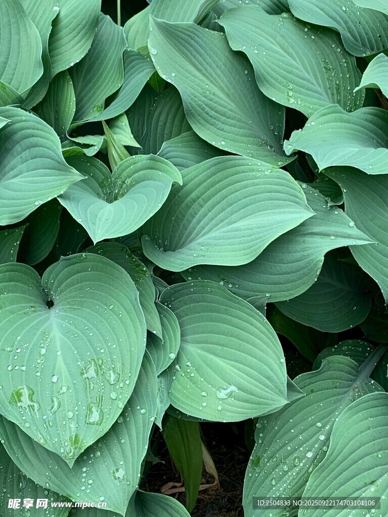 翠綠玉簪葉