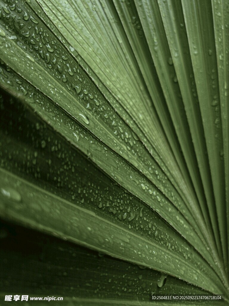 帶水珠的扇形綠葉