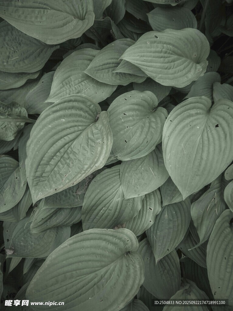 玉簪葉特寫