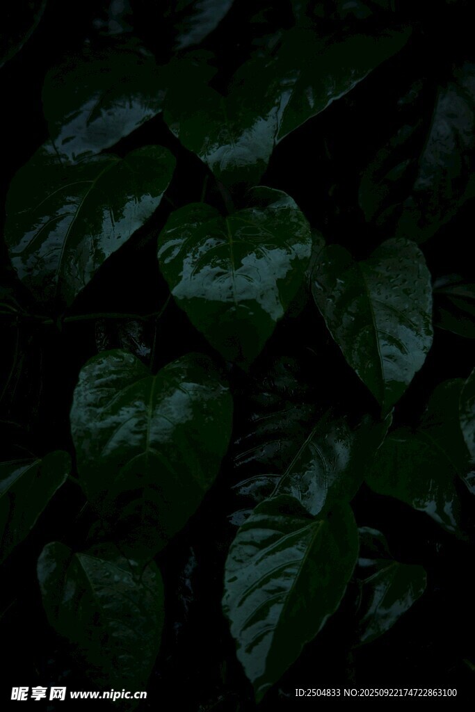 深綠葉片特寫