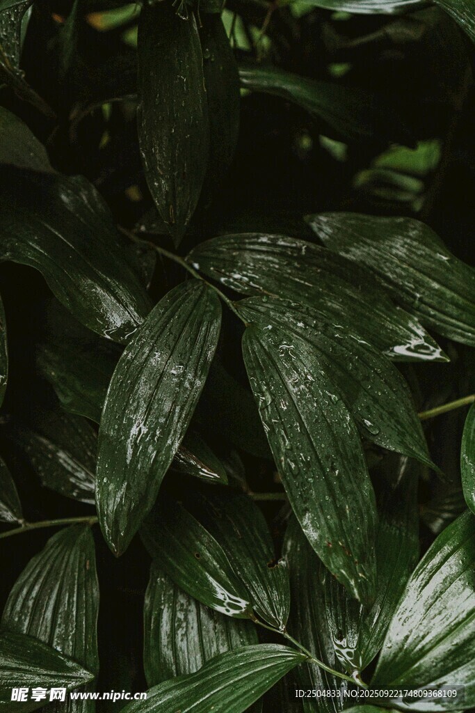 深綠繁茂的植物葉片